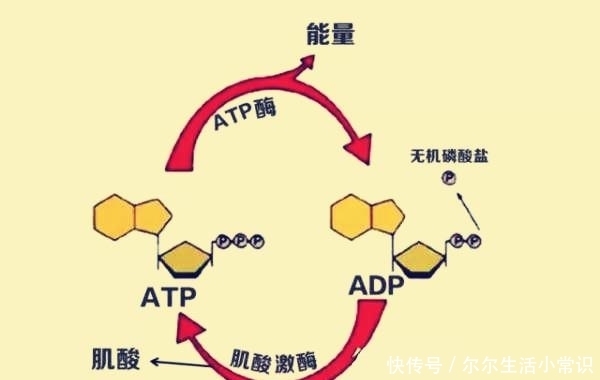  供能系统|辟谣：运动不到30分钟不会燃烧脂肪？别闹了，真相在这了