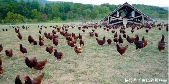 吃鸡|中国每年吃70亿只鸡,光那个地区就占了七分之一,鸡妈妈都快哭了