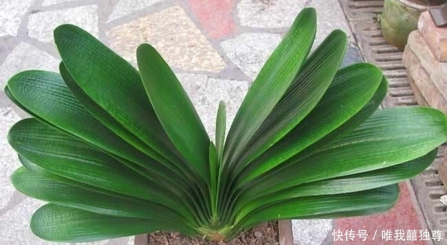  种植|花卉种植技术：君子兰不开花是什么原因，施肥不当通风不畅！