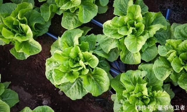 还要|在家种个菜都这么美,还要什么花园?