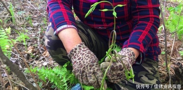 地下|只生长在东北农村的穿地龙,地上能吃地下能泡,这用处真不少
