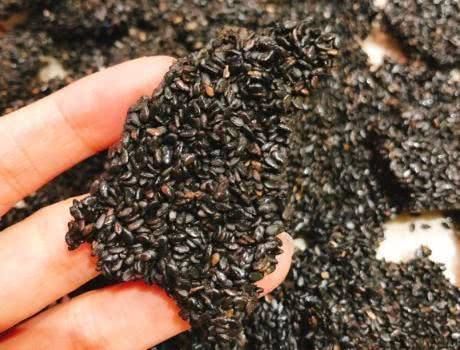  加水|教你黑芝麻的新做法，不加油不加水，每天吃一片，健康还养生