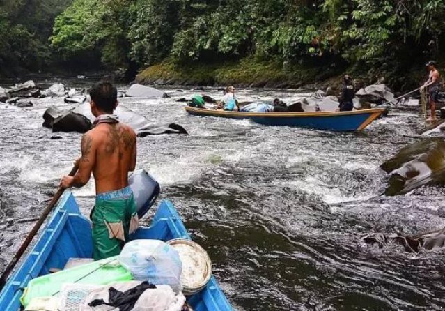 种鱼|亚洲最贵的“特供鱼”一口鱼肉要600元,名字在中国很霸气