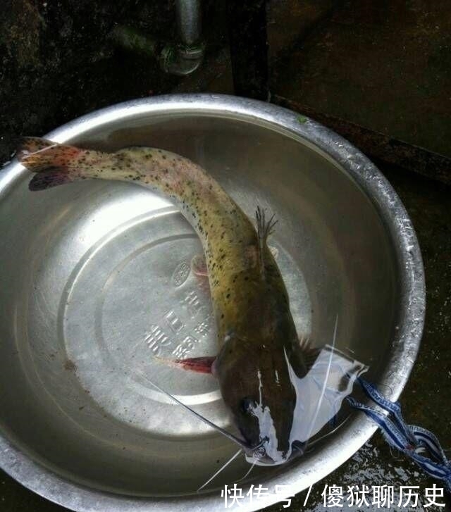 甲鱼|比甲鱼营养,一斤卖到300元,被誉为“淡水鱼之王”,却常被嫌弃