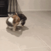 满满的|搞笑GIF：满满的都是套路