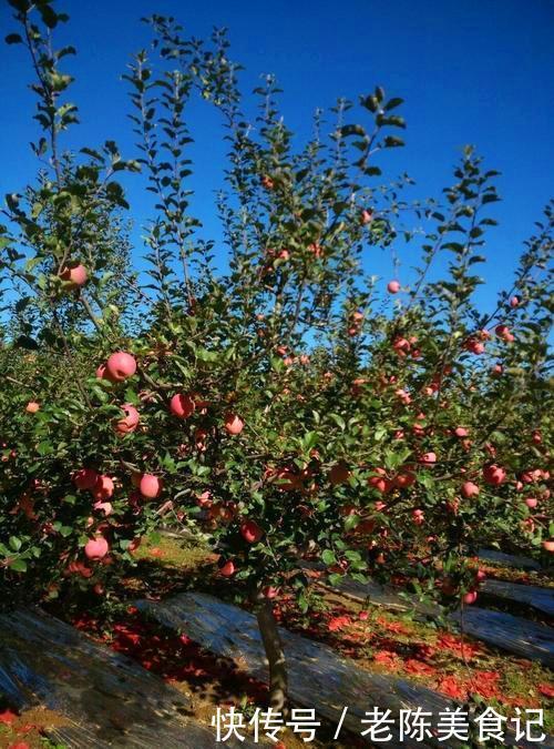 蔬菜|孩子喜欢吃水果，蔬菜几乎不吃，水果真的能代替蔬菜吗