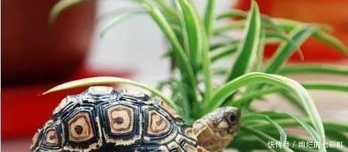 乌龟|文玩人“盘”活乌龟,还能“挂瓷”你能接受吗?