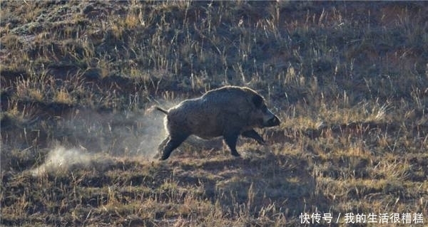  泛滥的亚洲|中国人有多能吃？盘点在中国待不下去在他国泛滥的生物