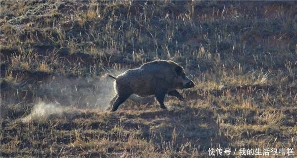 泛滥的亚洲|中国人有多能吃?盘点在中国待不下去在他国泛滥的生物
