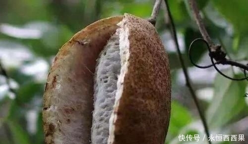 山坡|山坡上一种野果,曾一文不值,如今一斤60元出口国外,你认识吗