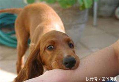 古人|古人被狗咬后，没有狂犬疫苗怎么办？中医有个土方法，已沿用千年