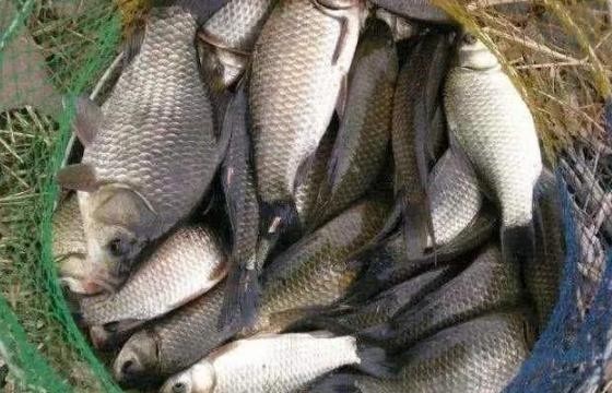 谋划|刘伯温神机妙算，临终时送朱元璋一本书，是父亲对儿子的最后谋划