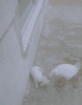 王者|搞笑GIF趣图:她曾经是个王者,后来