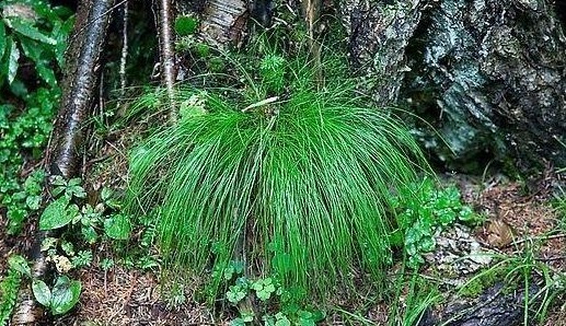 它是东北三宝之一,却常被当成杂草喂牲畜