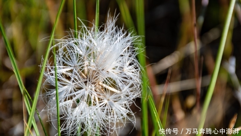  生肖|7月过后最适宜顺势而为，爱情事业齐头并进的4大生肖