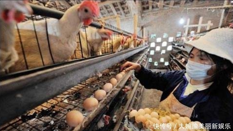  工厂|超市的鸡蛋并不是母鸡下的，看到工厂生产鸡蛋的过程，就懂了
