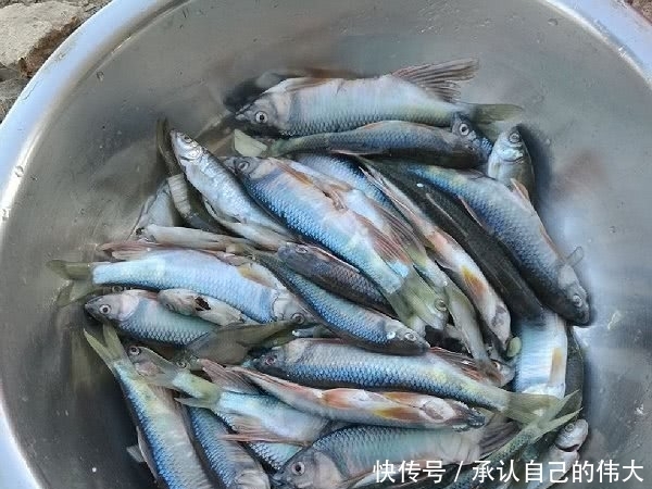 催产|30年前农村很多,油捞是绝品,8年前催产82万只,如今又濒临灭绝