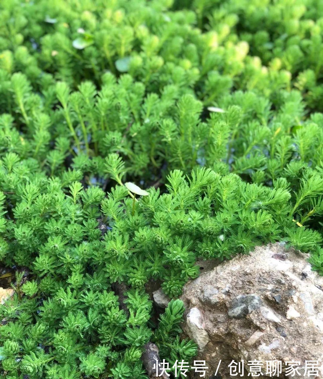  绿萝|绿萝还好养的花，整盆丢水里，泡3天也不会死！