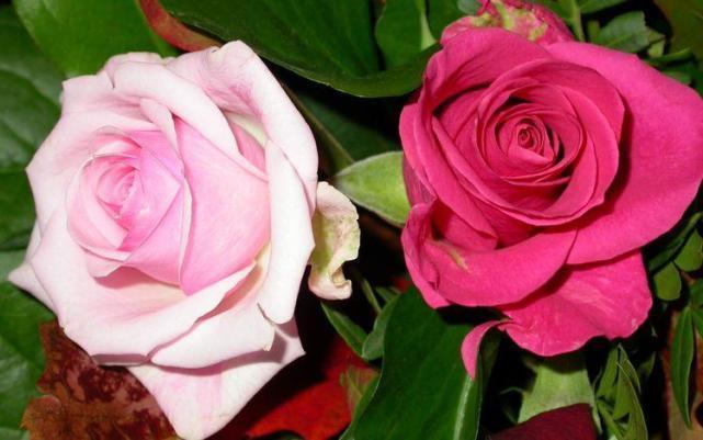 防不胜防|在未来两周内,旧爱攻心,暖意不停,四大生肖防不胜防,再度交往