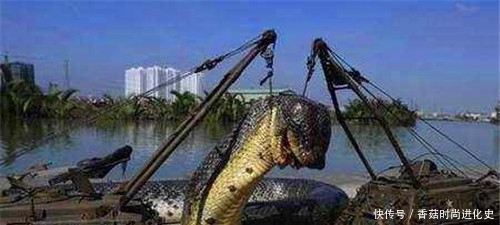  德国|蛇到底能长多长？二战时，英国飞行员拍到一条巨蟒，现成未解之谜