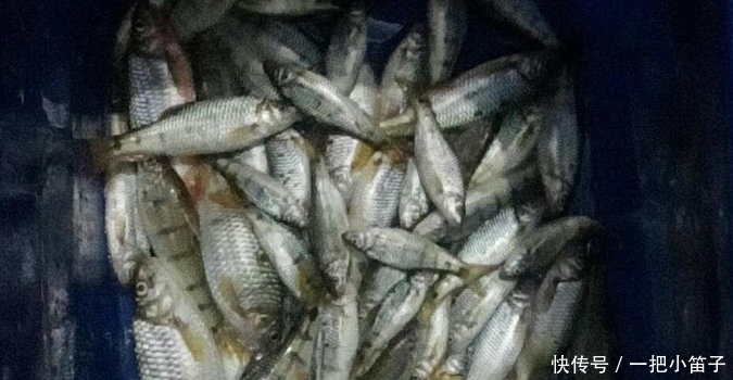 小鱼|这种叫“溪石斑”的小鱼，以前很多，如今上百元一斤，你认识吗