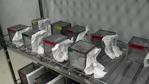 工厂|世界上最大的蚊子工厂,每周培育500万只蚊子并放生,就在广东省