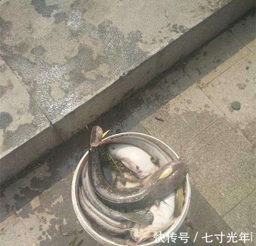杀生|路遇尴尬一幕：如此放生与杀生有何区别？