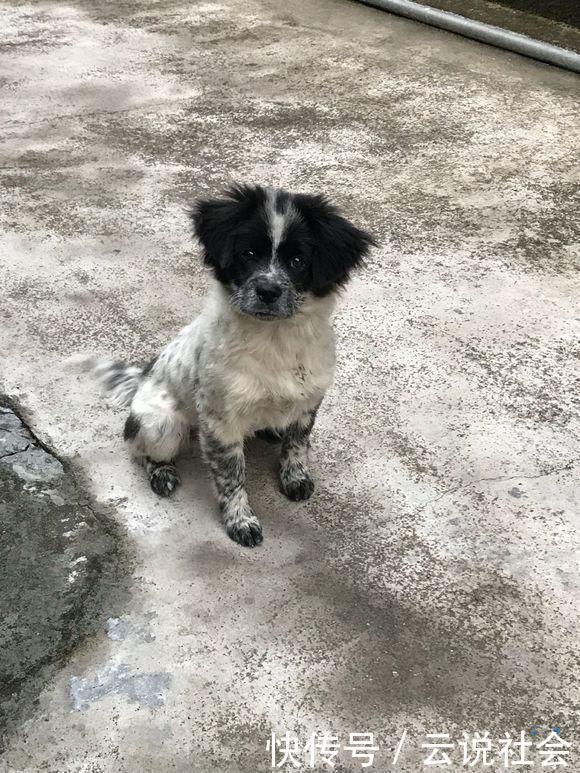  流浪狗|流浪狗跟随女孩半个小时甩都甩不掉，看着它懂事的样子又于心不忍