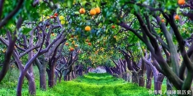 果园|果园生草会不会带走土壤中的肥力