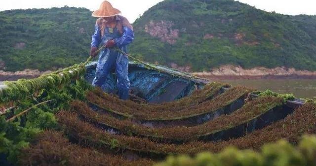 日本|日本人最爱吃的“长寿菜”，我国盛产却没人吃，营养比牛奶还高！