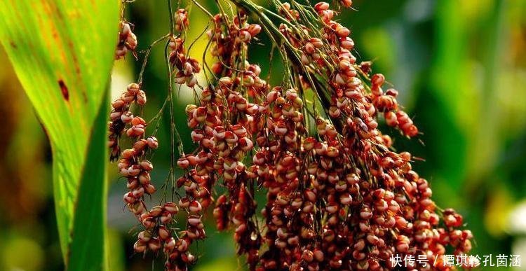 酿造|酒厂阿姨说,这几种“便宜酒”,却是粮食酒,喝过的都夸良心