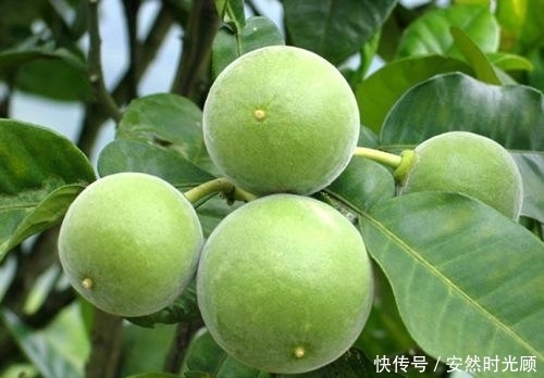 此物|秋季咳嗽不止,不要慌,多吃点此物,咳嗽不咳,还能抗炎抗病毒