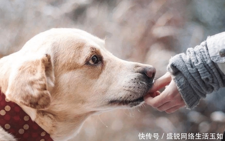  狗狗|原来狗狗舔主人的手，是在告诉你这几件事，看完恍然大悟