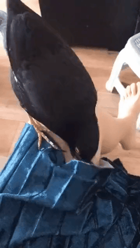 GIF|搞笑GIF:摔倒是不可能摔倒的,这辈子都不可能摔倒