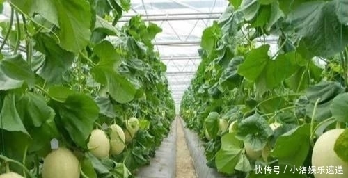 杂交|甜瓜杂交栽培技术,掌握几点关键技巧,提高甜瓜的果实率