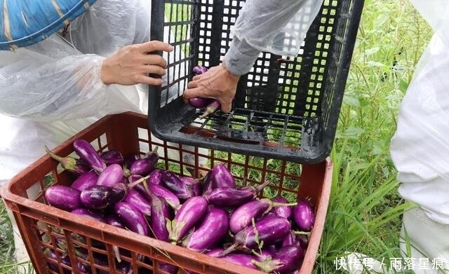 时别|买茄子选圆的还是直的?营养师:无论哪种,做茄子时别犯1个错误