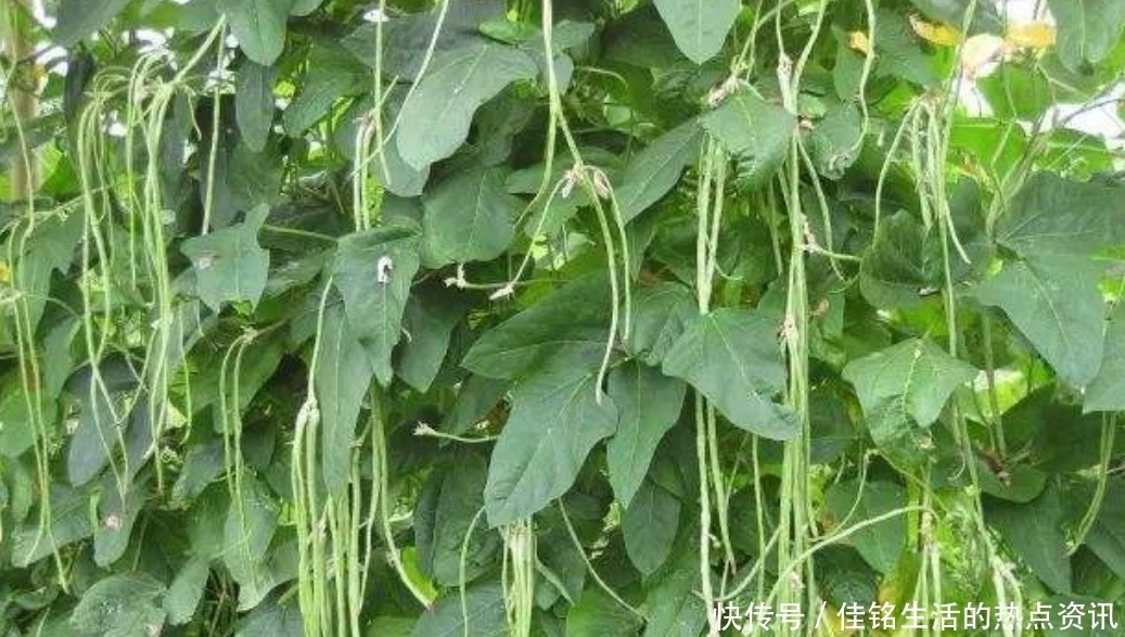 东北菜|一道有魅力的东北菜“土豆炖豆角”