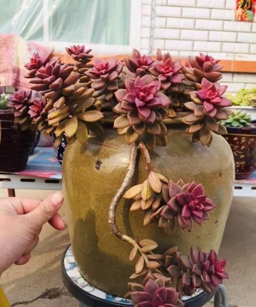 个个|他用菜坛子养多肉,1分不花又好看,个个壮得像白菜