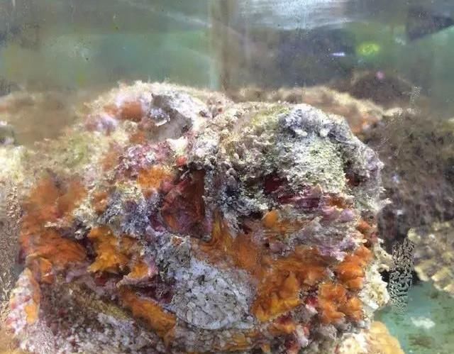 海鲜|世界上65种珍奇海鲜,贝爷都不敢说全部吃过,你吃过几种