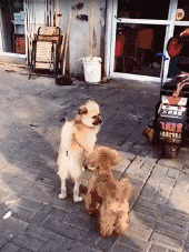 搞笑|搞笑GIF：气球根本无法升起一个人！