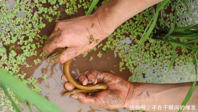 野生|大爷被黄鳝咬后进医院,还真不能怪黄鳝,它才是受害者