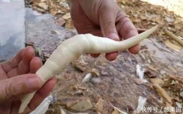 哄抢|70岁老奶奶路口卖“稀罕”小吃,2元一个被哄抢,买家:不多见