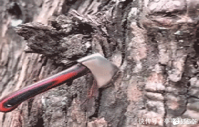 悄悄|悄悄跟你说:小短腿除了可爱,捡钱速度也更快