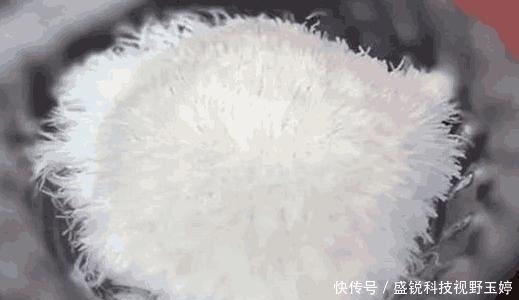 默默|日本厨师把豆腐切成菊花,中国大厨默默拿出蒲公英,一道菜打脸了