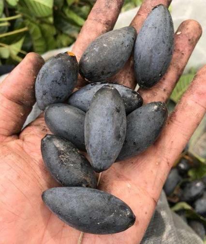 杂交|南方这“杂交水果”,曾5毛一斤卖不动,现50元一斤,成了稀罕货