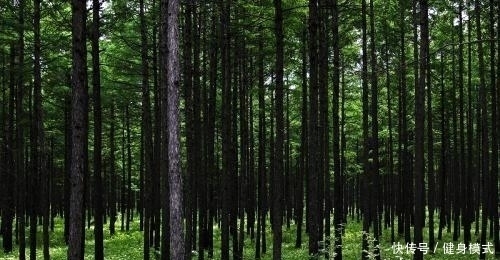  波兰人|卡廷森林惨案过在苏联？其实是波兰人自己作得一手好死