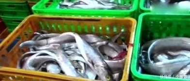 至今|世界上最有骨气的鱼,一旦被捕就会炸鳔,至今没人能活着带到超市