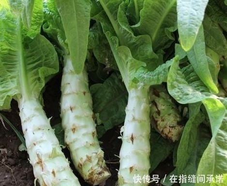 莴笋|莴笋的裂口、瘦窜、旱窜现象,因何形成?生产中如何预防