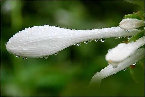 程酒|两种失传的神秘名酒