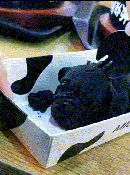  技术|搞笑GIF：这技术功底不是轻易练成的！